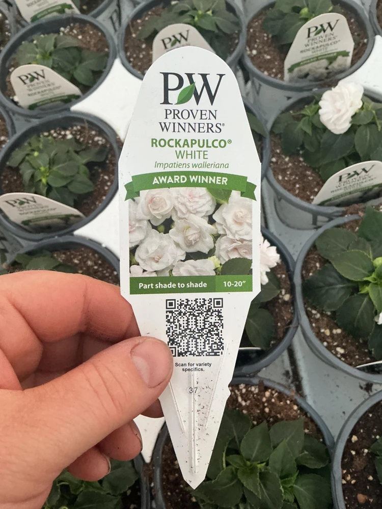 Double Impatiens Rockapulco White Live Plant – White Flowers – Shade Plant - Image 4