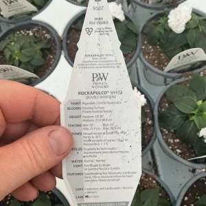 Double Impatiens Rockapulco White Live Plant – White Flowers – Shade Plant - Image 5