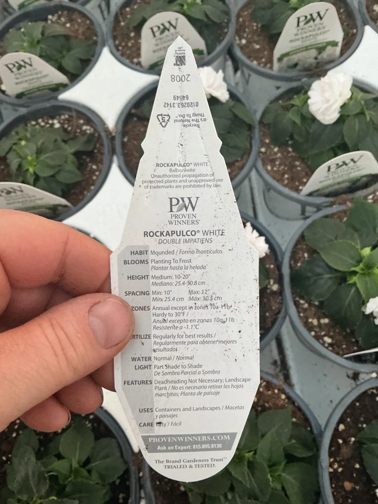 Double Impatiens Rockapulco White Live Plant – White Flowers – Shade Plant - Image 5