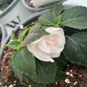 Double Impatiens Rockapulco White Live Plant – White Flowers – Shade Plant - Image 6