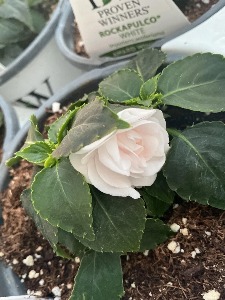 Double Impatiens Rockapulco White Live Plant – White Flowers – Shade Plant - Image 6