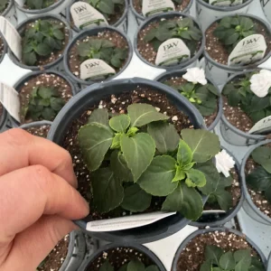 Double Impatiens Rockapulco White Live Plant – White Flowers – Shade Plant - Image 7