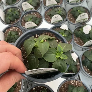 Double Impatiens Rockapulco White Live Plant – White Flowers – Shade Plant - Image 8