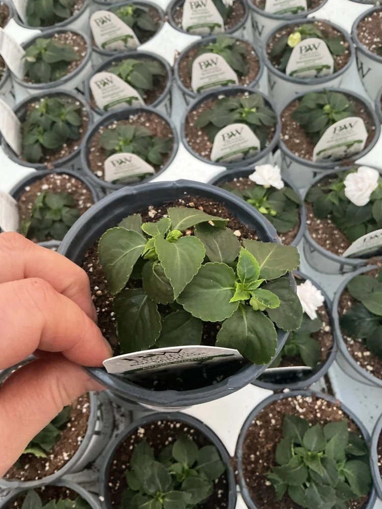 Double Impatiens Rockapulco White Live Plant – White Flowers – Shade Plant - Image 8