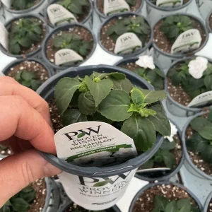 Double Impatiens Rockapulco White Live Plant – White Flowers – Shade Plant - Image 9