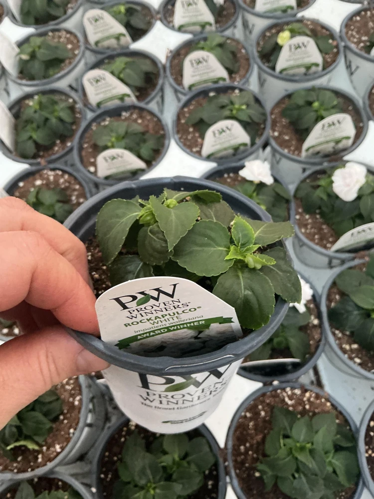 Double Impatiens Rockapulco White Live Plant – White Flowers – Shade Plant - Image 9