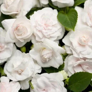 Double Impatiens Rockapulco White Live Plant – White Flowers – Shade Plant - Image 1