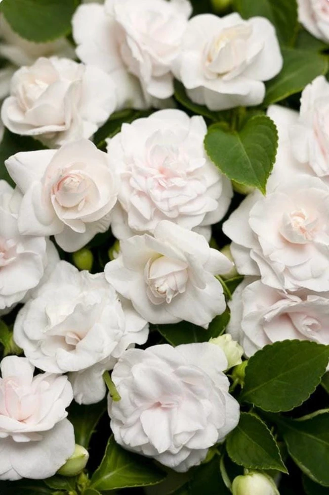 Double Impatiens Rockapulco White Live Plant – White Flowers – Shade Plant - Image 1