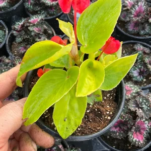 Dragon Wing Begonia 'Canary Wings' Live Plant 4.5