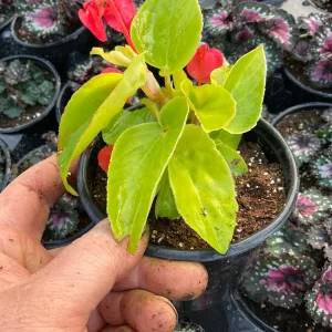 Dragon Wing Begonia 'Canary Wings' Live Plant 4.5