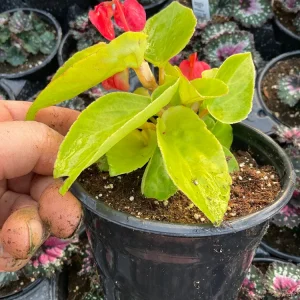 Dragon Wing Begonia 'Canary Wings' Live Plant 4.5