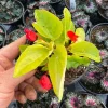 Dragon Wing Begonia 'Canary Wings' Live Plant 4.5" Pot - Indoor/Outdoor - Image 1