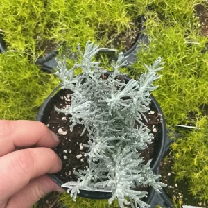 Dwarf Curry Live Plant – Potted Culinary Herb – 4.5 inch Nursery Pot - Image 1