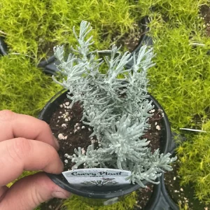 Dwarf Curry Live Plant – Potted Culinary Herb – 4.5 inch Nursery Pot - Image 2