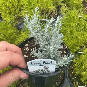 Dwarf Curry Live Plant – Potted Culinary Herb – 4.5 inch Nursery Pot - Image 3