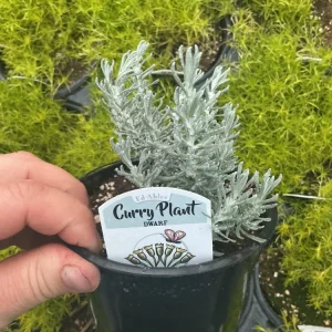 Dwarf Curry Live Plant – Potted Culinary Herb – 4.5 inch Nursery Pot - Image 4
