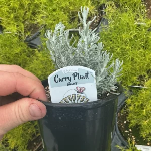Dwarf Curry Live Plant – Potted Culinary Herb – 4.5 inch Nursery Pot - Image 5