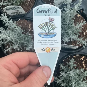 Dwarf Curry Live Plant – Potted Culinary Herb – 4.5 inch Nursery Pot - Image 6
