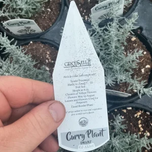 Dwarf Curry Live Plant – Potted Culinary Herb – 4.5 inch Nursery Pot - Image 7