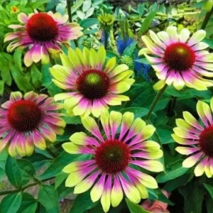 Echinacea Purpurea Live Plant - Coneflower 'Prairie Blaze Vintage Lime' - 4.5