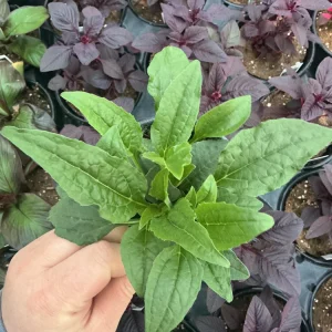 Echinacea Purpurea Live Plant - Coneflower 'Prairie Blaze Vintage Lime' - 4.5