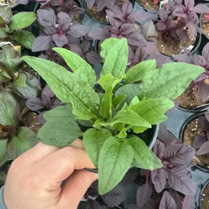 Echinacea Purpurea Live Plant - Coneflower 'Prairie Blaze Vintage Lime' - 4.5