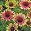Echinacea Purpurea Live Plant - Coneflower 'Prairie Blaze Vintage Lime' - 4.5" Pot - Image 1