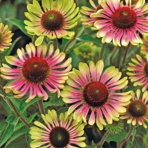 Echinacea Purpurea Live Plant - Coneflower 'Prairie Blaze Vintage Lime' - 4.5