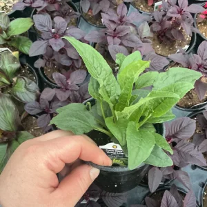 Echinacea Purpurea Live Plant - Coneflower 'Prairie Blaze Vintage Lime' - 4.5