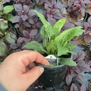 Echinacea Purpurea Live Plant - Coneflower 'Prairie Blaze Vintage Lime' - 4.5
