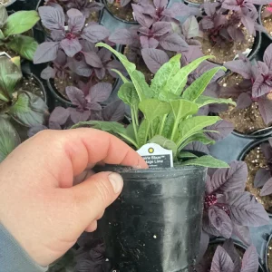 Echinacea Purpurea Live Plant - Coneflower 'Prairie Blaze Vintage Lime' - 4.5