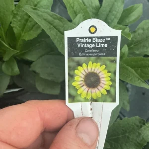 Echinacea Purpurea Live Plant - Coneflower 'Prairie Blaze Vintage Lime' - 4.5