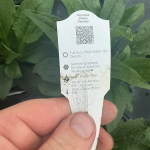 Echinacea Purpurea Live Plant - Coneflower 'Prairie Blaze Vintage Lime' - 4.5