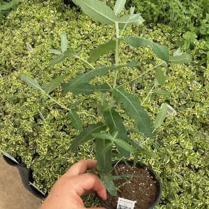 Eucalyptus Styx Live Plant – 4.5 inch Nursery Pot – Fragrant Foliage - Image 2