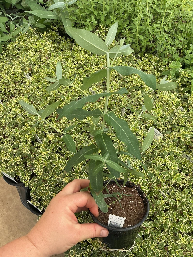 Eucalyptus Styx Live Plant – 4.5 inch Nursery Pot – Fragrant Foliage - Image 2