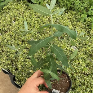 Eucalyptus Styx Live Plant – 4.5 inch Nursery Pot – Fragrant Foliage - Image 1