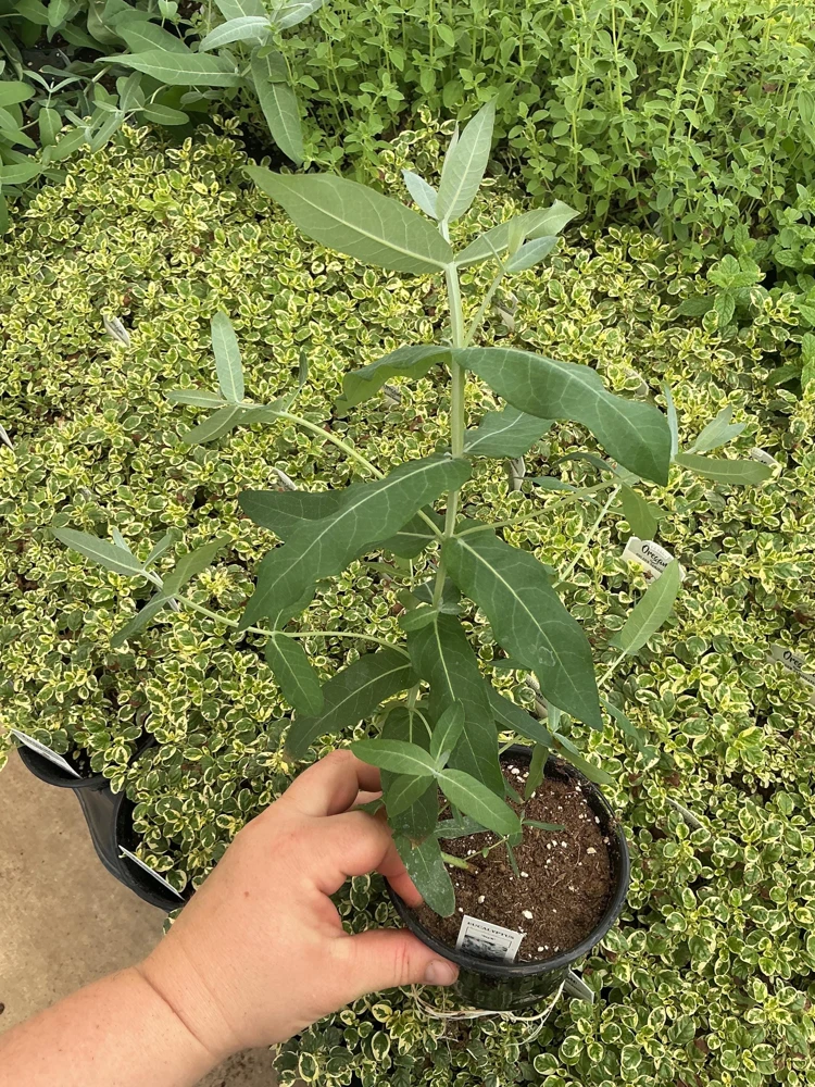 Eucalyptus Styx Live Plant – 4.5 inch Nursery Pot – Fragrant Foliage - Image 1