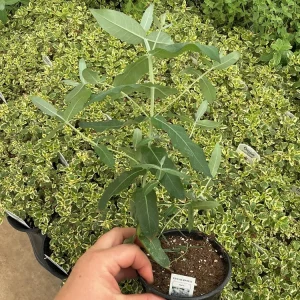 Eucalyptus Styx Live Plant – 4.5 inch Nursery Pot – Fragrant Foliage - Image 3