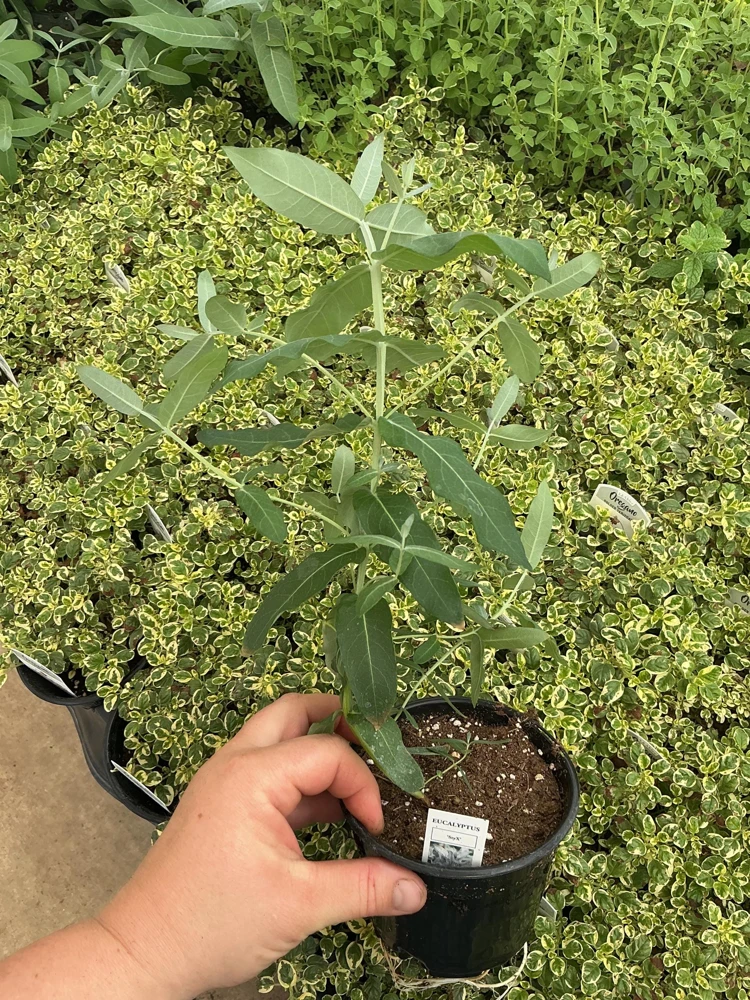 Eucalyptus Styx Live Plant – 4.5 inch Nursery Pot – Fragrant Foliage - Image 3