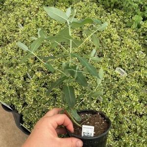 Eucalyptus Styx Live Plant – 4.5 inch Nursery Pot – Fragrant Foliage - Image 4