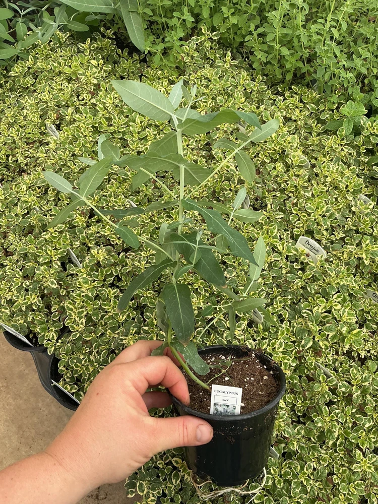 Eucalyptus Styx Live Plant – 4.5 inch Nursery Pot – Fragrant Foliage - Image 4