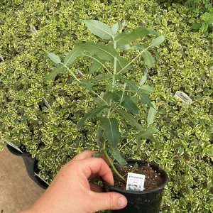Eucalyptus Styx Live Plant – 4.5 inch Nursery Pot – Fragrant Foliage - Image 5