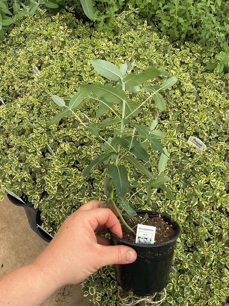Eucalyptus Styx Live Plant – 4.5 inch Nursery Pot – Fragrant Foliage - Image 5