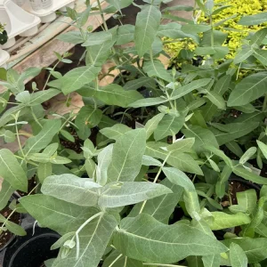 Eucalyptus Styx Live Plant – 4.5 inch Nursery Pot – Fragrant Foliage - Image 6