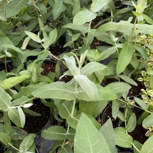 Eucalyptus Styx Live Plant – 4.5 inch Nursery Pot – Fragrant Foliage - Image 7