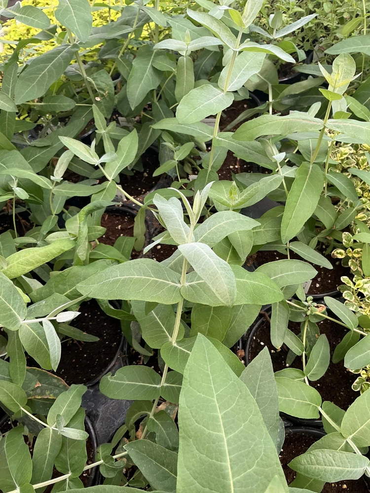 Eucalyptus Styx Live Plant – 4.5 inch Nursery Pot – Fragrant Foliage - Image 7