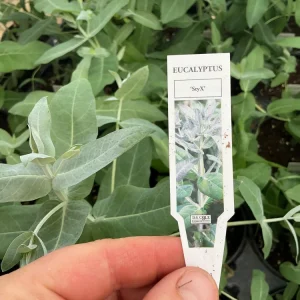 Eucalyptus Styx Live Plant – 4.5 inch Nursery Pot – Fragrant Foliage - Image 8