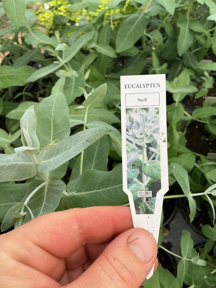 Eucalyptus Styx Live Plant – 4.5 inch Nursery Pot – Fragrant Foliage - Image 8