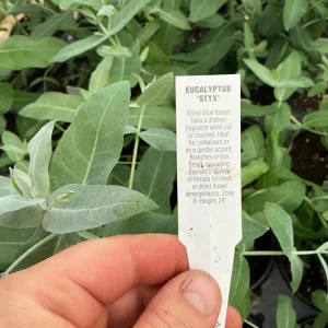 Eucalyptus Styx Live Plant – 4.5 inch Nursery Pot – Fragrant Foliage - Image 9