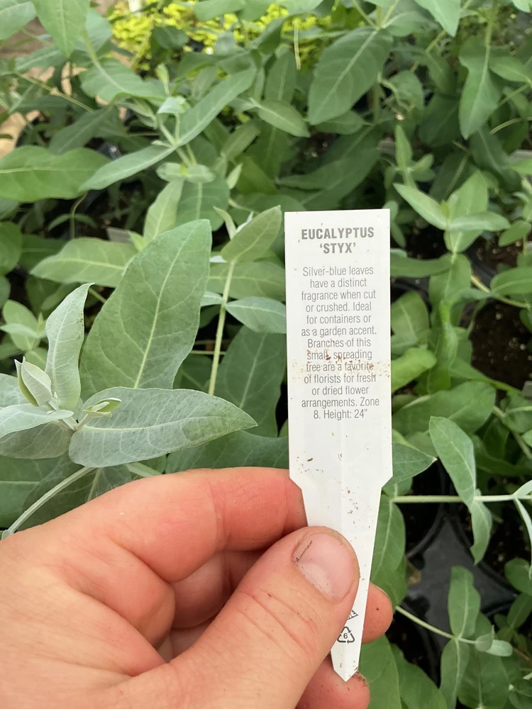 Eucalyptus Styx Live Plant – 4.5 inch Nursery Pot – Fragrant Foliage - Image 9